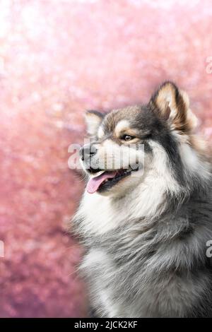 Porträt eines finnischen Lapphundhundes im Freien vor Frühlingsblumen Stockfoto