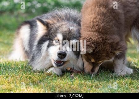 Portrait eines finnischen Lapphunds und Welpen, der im Freien auf dem Hof spielt Stockfoto