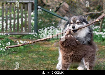 Portrait eines finnischen Lapphunds und Welpen, der im Freien auf dem Hof spielt Stockfoto