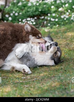 Portrait eines finnischen Lapphunds und Welpen, der im Freien auf dem Hof spielt Stockfoto