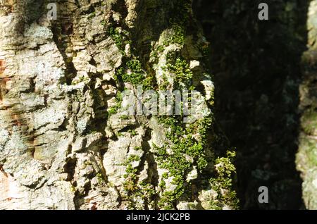 Nahaufnahme des Korkens aus dem Stamm einer Korkeiche. Speicherplatz kopieren. Stockfoto