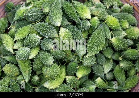 Grüner Bitter in Corolla Gemüse gesunde Ernährung Stockfoto