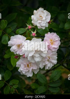 Eine Masse von prächtigen, duftenden, blassrosa Wanderrosen Stockfoto