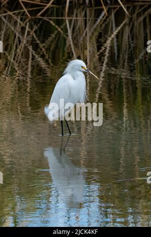 Ein Schneegreiher, Egretta thula, in der Zucht Gefieder wades in einem Feuchtgebiet Sumpf. South Padre Island Birding Center in Texas. Stockfoto
