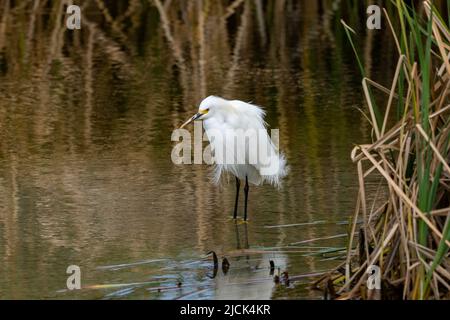 Ein Schneegreiher, Egretta thula, in der Zucht Gefieder wades in einem Feuchtgebiet Sumpf. South Padre Island Birding Center in Texas. Stockfoto