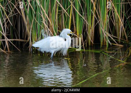 Ein Schneegreiher, Egretta thula, in der Zucht Gefieder wades in einem Feuchtgebiet Sumpf. South Padre Island Birding Center in Texas. Stockfoto