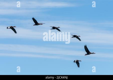 Eine Schar schwarzbauchiger Pfeifenten, Dendrocygna autumnalis, im Flug über dem South Padre Island Birding Center in Texas. Stockfoto