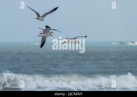Eine Ringmöwe, Larus delawarensis, fliegt mit Lachenden Möwen über den Golf von Mexiko auf South Padre Island, Texas. Stockfoto