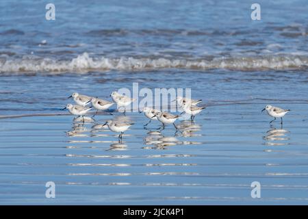 Eine Schar von Sanderlingen, Calidris alba, die in der Gezeitenzone nach marinen Krebstieren suchen. South Padre Island, Texas. Stockfoto