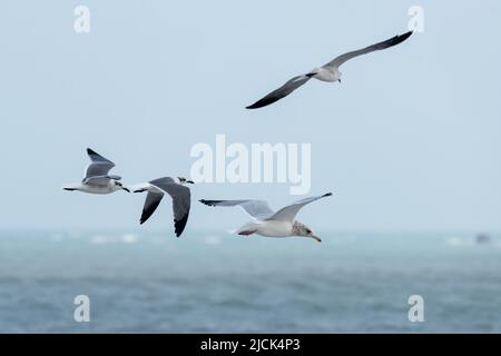 Eine Ringmöwe, Larus delawarensis, fliegt mit Lachenden Möwen über den Golf von Mexiko auf South Padre Island, Texas. Stockfoto