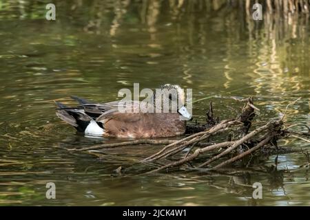 Eine amerikanische Wigeon drake, Mareca americana, in einem Mangrovensumpf im South Padre Island Birding Center, Texas. Stockfoto