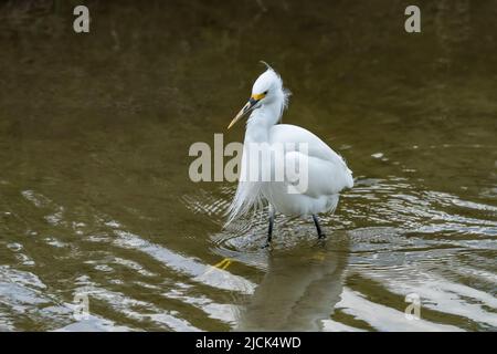 Ein Schneegreiher, Egretta thula, in der Zucht Gefieder wades in einem Feuchtgebiet Sumpf. South Padre Island Birding Center in Texas. Stockfoto
