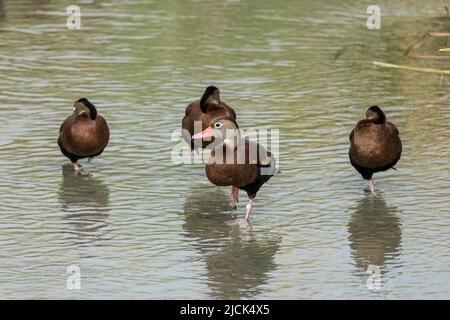 Schwarzbauchpfeifende Enten, Dendrocygna autumnalis, stehen auf einem Fuß in einem Sumpfgebiet im South Padre Island Birding Center, Texas. Stockfoto