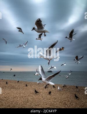 Schwarzkopfmöwen und Krähen strömen in der Abenddämmerung zum Southsea Beach in Hampshire, England, Großbritannien Stockfoto