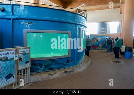 Große Panzer mit Meeresschildkröten bei Sea Turtle Inc., einem Rettungs- und Rehabilitationszentrum für Meeresschildkröten auf South Padre Island, Texas. Stockfoto