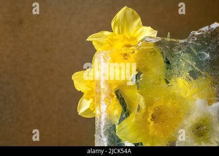 Schöne Blüten gelbe Narzissen in transparentem Eisblock. Frozen Beauty Konzept. Grußkarte mit Blumenmuster Stockfoto