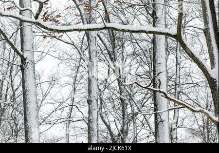 Bäume auf schneebedeckten Landschaft in schweren Schnee Tag, Kanada. Stockfoto