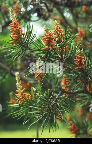 Junge Zweige einer Kiefer mit roten Kiefern aus der Nähe. Grüne Fichte im Sommer. Selektiver Fokus. Schöne Natur Bokeh im Wald Stockfoto