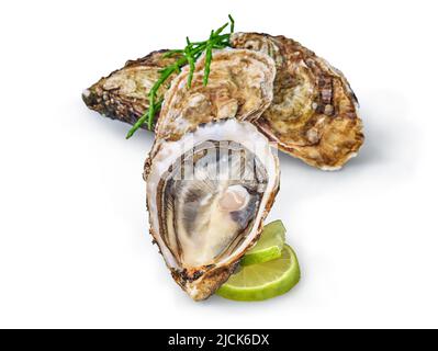 Öffnen Sie frische rohe Austernmuscheln isoliert und verzehrfertig. Stockfoto