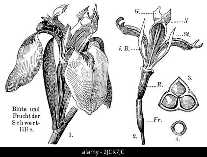 Gelbe Flagge 1. Blüte besucht von Hummel mit Deckblättern und Labellum, 2. Blüte nach Entfernung der äußeren Involucre-Blätter. R. Tube, Fr. ovary, I.B. innere Kreisblätter, G. pistil, St. Anther, N. Stigma, 3. Frucht, 4. Seed., Iris pseudacorus, anonym (Botanikbuch, 1909), Sumpf-Schwertlilie 1. Von Hummel besuchte Blüten mit Hüllblättern und Lablatt, 2. Blüten nach Entfernung der äußeren Blätter der Blütenhülle. R. Röhre, Fr. Fruchtknoten, I.B. Blätter des inneren Kreises, G. Giffel, St. Staubbeutel, N. Narbe, 3. Frucht, 4. Gleiche, Iris des Marais 1. fleur visitée par le bourdon avec bractées et lamelle Stockfoto