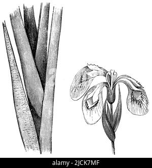 Gelbe Flagge, Iris pseudacorus, anonym (Botanikbuch, 1880), Sumpf-Schwertlilie, Iris des Marais Stockfoto