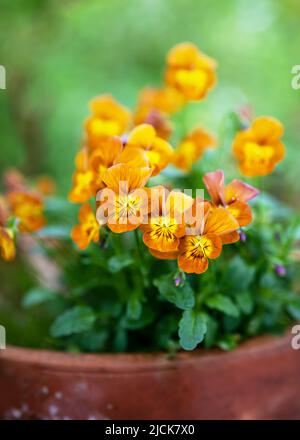 Wunderschöne gelbe und dunkelorange gehörnte Stiefmütterchen-Blüten in einem alten Keramik-Blumentopf. Stockfoto