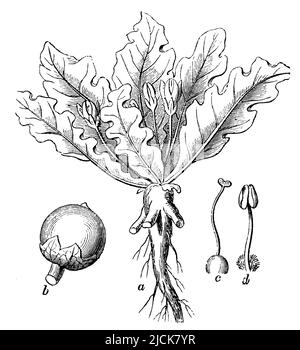 mandrake, mit Blumen und Früchten, Mandragora officinarum, (Religionsgeschichte, 1885), Alraune, Mit Blüten und Frucht, Mandragore, avec fleur et fruit Stockfoto