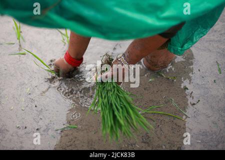 Bhaktapur, Bagmati, Nepal. 14.. Juni 2022. Ein Landwirt pflanzt während eines Monsunregens in Bhaktapur, Nepal, Reissämling in einem Reisfeld. (Bild: © Amit Machamasi/ZUMA Press Wire) Stockfoto