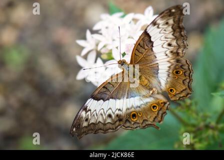 Malaiischer Kreuzschiff Schmetterling - Vindula dejone, schöner gelb-oranger Schmetterling aus südostasiatischen Wiesen und Wäldern, Malaysia. Stockfoto