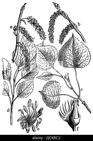 Säulenpappel, Spitzpappel oder Italienische Pappel, eine Fruchtblütenkatze, b Staubkatze, c, d Blattzweige, e Staubblüte, f pistillatblüte, Populus nigra var. italica, (Botanikbuch, 1898), Pyramidenpappel; Säulenpappel; Spitzpappel; Italienische Pappel, a Fruchtblütenkätzchen, b Staubblütenkätzchen, c, d Blätterzweige, e Staubblattblüte, f Stempelblüte, Peuplier d'Italie, a chaton de la Fleur fructifère, b chaton de la Fleur éthérée, c, d rameaux feuillés, e fleur éthérée, f fleur pistillaire Stockfoto