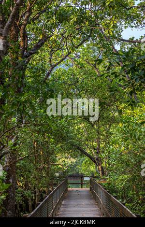 Dibuji Boardwalk durch den Regenwald am Cape Tribulation, Queensland, Australien Stockfoto