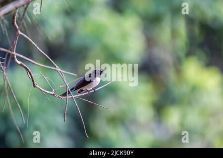 Willie Wagtail (Rhipidura leucophrys) sitzt am Zweig im Regenwald, Queensland, Australien Stockfoto