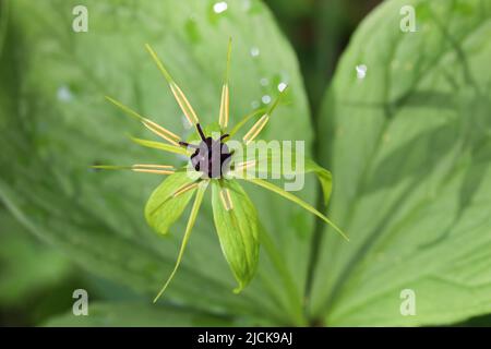 Wahre Liebhaber verknoten sich Stockfoto