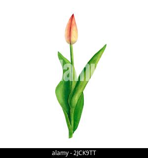 Tulpen rot isoliert auf weißem Hintergrund. Aquarellzeichnung Illustration. Kunst für Dekoration und Design Stockfoto