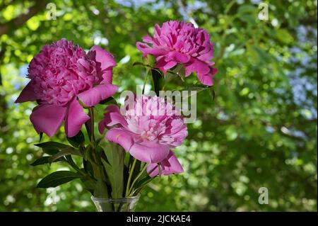 Nahaufnahme Rosenblüten Blumenstrauß In Vase Stockfoto