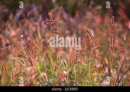 Ein großes goldenes und rosa Schachtelhalm Gras mit Sonnenlicht Stockfoto