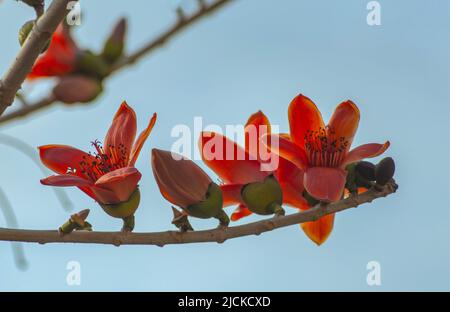 Roter Kapok Stockfoto