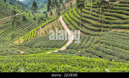 Bull Run Ping zehntausend mu Sightseeing-Teegarten Stockfoto