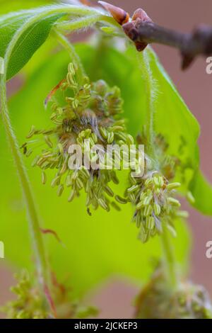 Männliche Blüte von Fagus sylvatica Stockfoto