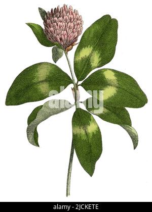 Red Clove Trifolium pratense, (, ), Rotklee Stockfoto