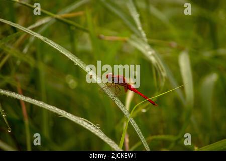Rote Libelle auf dem Grasblatt sitzend, morgens klicken. Stockfoto