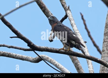 Zweizahniger Drachen (Harpagus bidentatus fasciatus), der auf der Osa-Halbinsel, Costa Rica, thront März Stockfoto