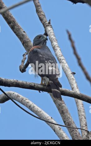 Zweizahniger Drachen (Harpagus bidentatus fasciatus), der auf der Osa-Halbinsel, Costa Rica, thront März Stockfoto