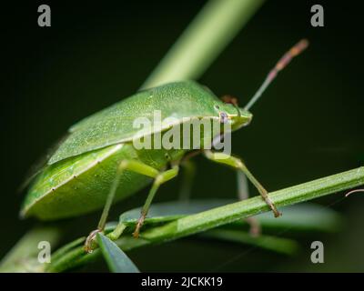 Nahaufnahme eines erwachsenen grünen Schildwanzers (Palomena prasina, Pentatomidae), der auf einem grünen Blatt sitzt Stockfoto