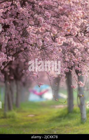 Die Pflaumenblüte Stockfoto