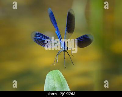 Ein männlicher gebänderter demoiselle (Calopteryx splendens) bei der Landung auf einer Pflanze, sonniger Tag im Sommer, Wien (Österreich) Stockfoto