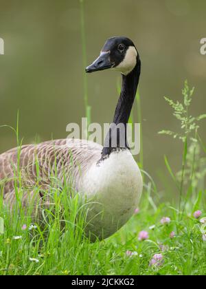 Porträt einer Kanadagans auf einer Wiese, Regentag im Frühling, Wien (Österreich) Stockfoto