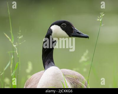 Porträt einer Kanadagans auf einer Wiese, Regentag im Frühling, Wien (Österreich) Stockfoto