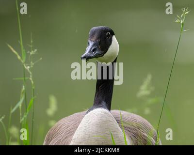 Porträt einer Kanadagans auf einer Wiese, Regentag im Frühling, Wien (Österreich) Stockfoto