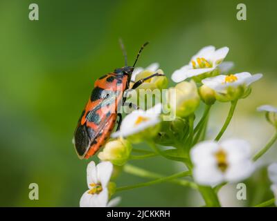 Ein schwarzer Rotkohlwanz (Eurydema ornata), der auf einer weißen Blume sitzt, sonniger Tag im Frühling, Wien (Österreich) Stockfoto